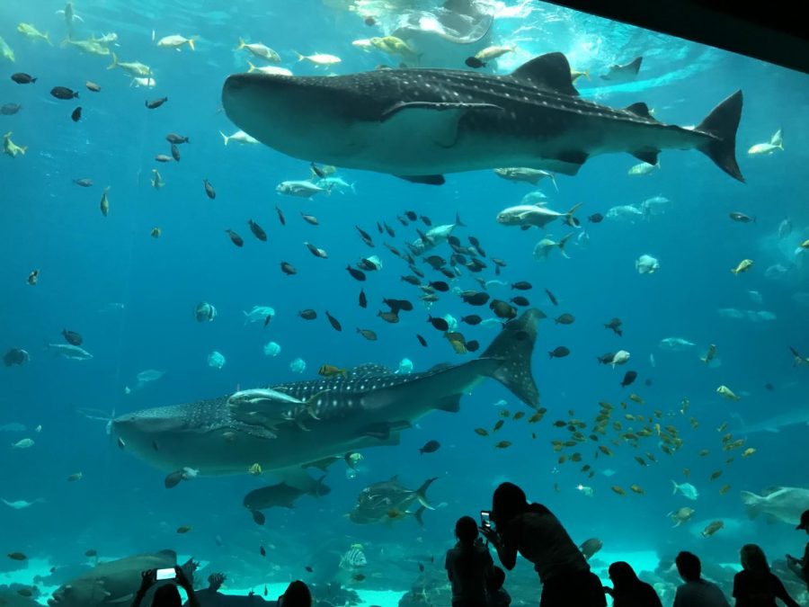 Two Whale Sharks behind a massive glass wall at the Georgia Aquarium being admired by all.