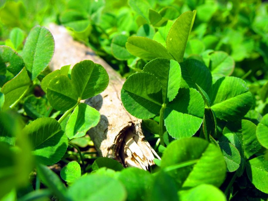 Shamrocks by Uwe Hermann