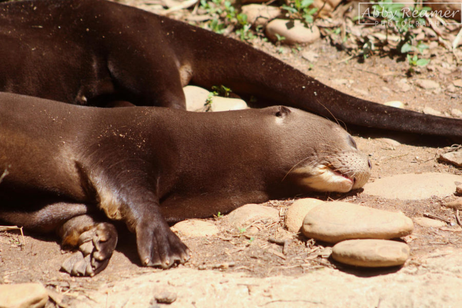 Bakairi, a male otter at zoo atlanta, sleeping.